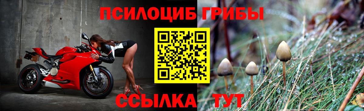 Псилоцибиновые грибы Psilocybe  Заволжье 